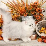 Silver Persian Kitten - www.dollfacepersiankittens.com