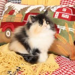 Calico Doll Face Persian Kitten