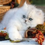 Chinchilla Silver Persian Kitten - www.dollfacepersiankittens.com
