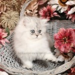 Silver Pixie Persian Kitten