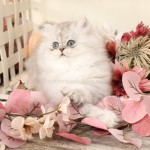 Silver Pixie Persian Kitten