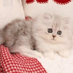 Teacup Persian Rug Hugger Kitten