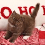Chocolate and white Bicolor Persian Kitten