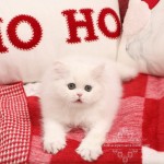 White Doll Face Persian Kitten