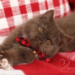 Shorthair Persian Kitten