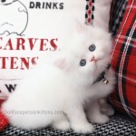 Copper Eyed White Male Persian