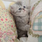 Blue Silver Persian Kitten