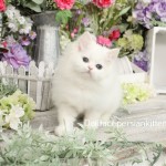 White Persian Kittens for Sale