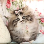 Rug Hugger Persian Kittens