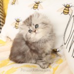 Persian Kittens For Sale