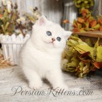 Exotic Shorthair Persian Kitten