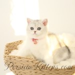 Chinchilla Silver Short Hair Kitten