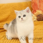 Chinchilla Silver Short Hair Kitten
