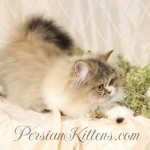 Golden And White Persian
