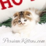 Golden and White Persian Fold