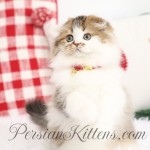 Golden and White Persian Fold