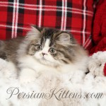 Tabby Persian kitten