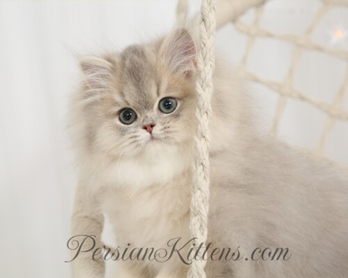 Chinchilla Blue Golden Persian Kitten