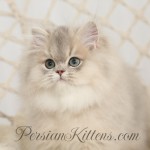 Chinchilla Blue Golden Persian Kitten
