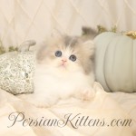 Doll Face Persian Kittens