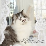 Doll Face Persian Kittens for sale near me