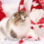 Persian Fold Kittens