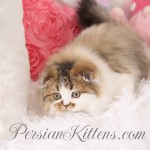Persian Fold Kittens