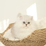 Silver Chinchilla Persian Kitten For Sale