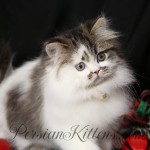 Shaded Golden and White Bi Color Persian