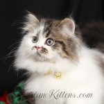 Shaded Golden and White Bi Color Persian