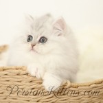 Silver Persian Rughugger Kitten