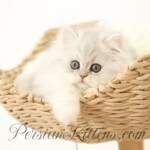 Silver Persian Rughugger Kitten