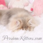 doll face Persians