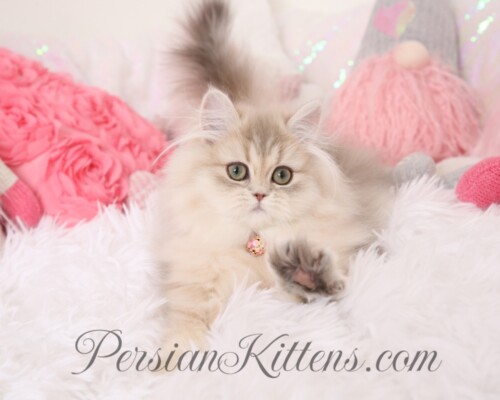 Doll Face Persian Kittens for sale