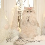 Persian kitten for sale near me