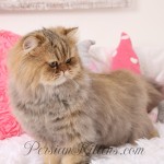 Persians for sale