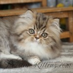 Mini Rug Hugger Persian Kitten