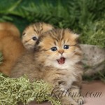 Jungle kittens for sale