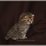 Doll Face Persians for sale