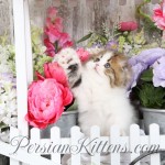 Persian Fold kittens