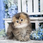 Cute kittens for sale
