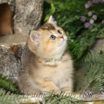 Exotic Shorthair Persian Kitten