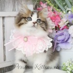 Persian Kittens for Sale near me