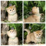 Persian Kittens for sale