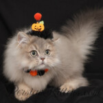 Eeyore Doll Face Persian Kittens