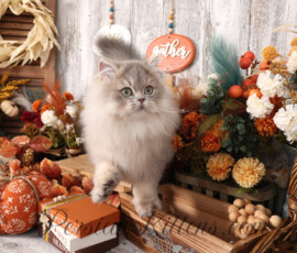Doll Face Persian Kittens