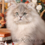 Baby Beluga Doll Face Persian Kittens