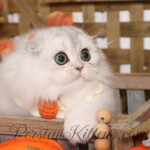 Cubby Doll Face Persian Kittens