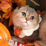 Jasper Kittens for sale near me