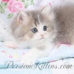 Persian cats